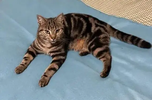 Animaux perdus Geudertheim, photo: Chat tigré perdu à Geudertheim