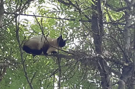 Chat siamois craintif trouvé - photo
