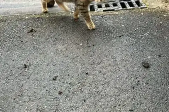 Chat câlin trouvé à Thionville - photo