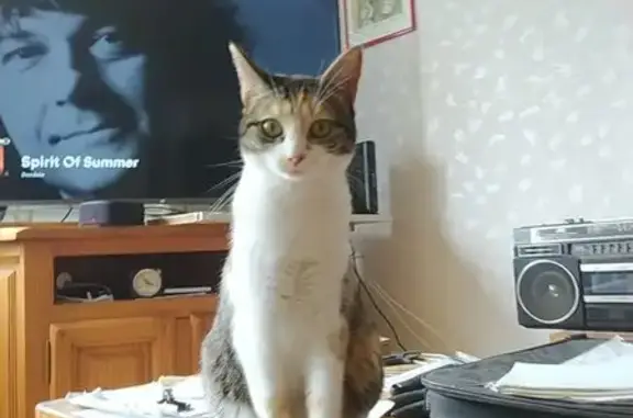 Animaux perdus Ézanville, photo: Chat Européen Calicot Perdu - Ézanville