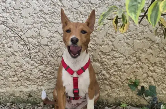 Chien perdu Grenoble, photo : Chienne Basenji perdue à Grenoble