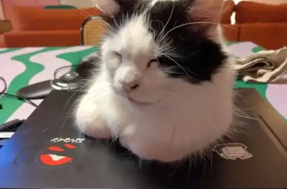Animaux perdus Montreuil, photo: Chat noir et blanc perdu à Montreuil