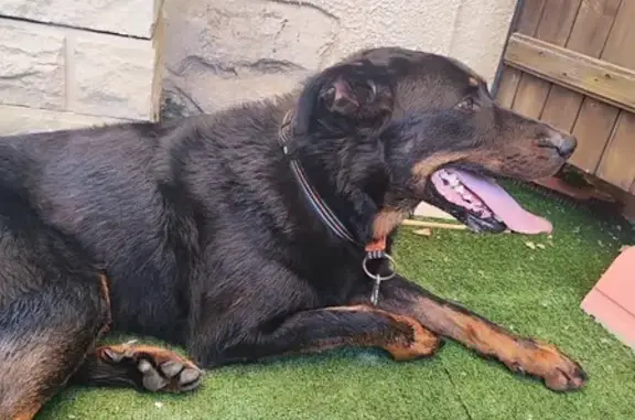 Chien errant sauvé à Prayols - photo