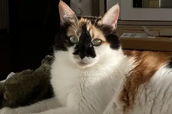 Animaux perdus Toulon, photo: Chat écaille de tortue perdu à Toulon