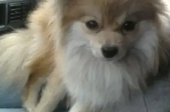 Help Find Myah: Elderly Pomeranian Lost!