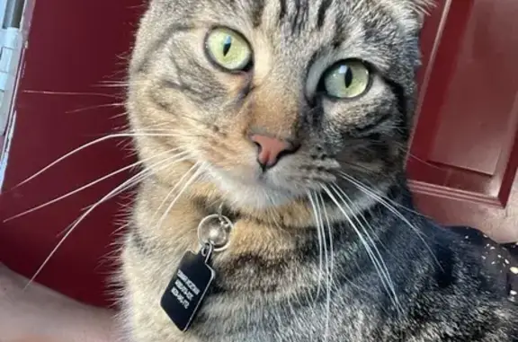 Lost: Chip the Tabby - Brown/Black, Blue Collar