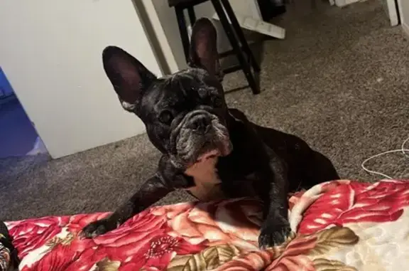 Lost Frenchie Cleo in Houston - Help Find Her!