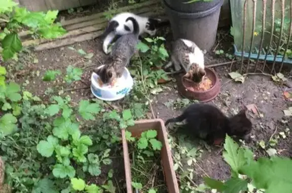 Chat perdu, Châlons-en-Champagne, photo: 3 chatons perdus à Châlons
