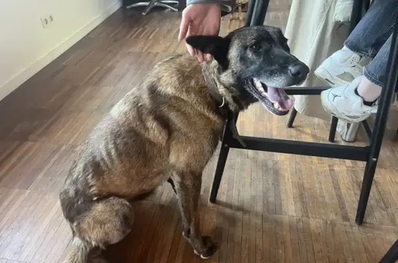Chienne malinoise perdue à Camlez - photo