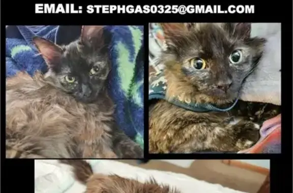 Lost Tortoiseshell Cat: Infected Eye - Aurora