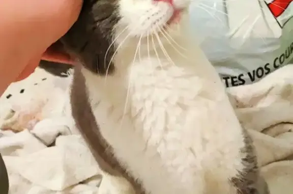 Chat trouvé , photo: Chat gris-blanc trouvé à Humerœuille