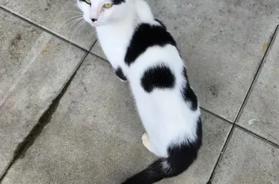 Chat noir et blanc perdu - photo