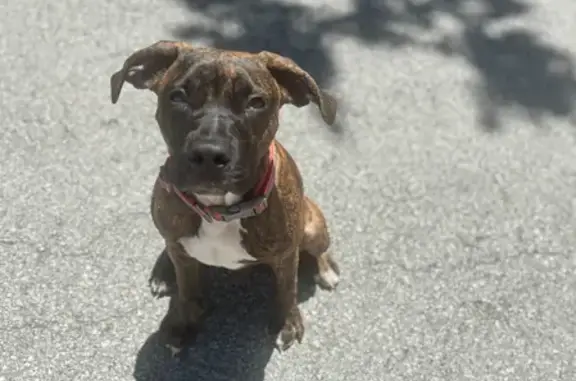 Lost Puppy in West Palm Beach - Help Find!