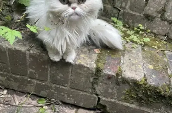 Chat trouvé Rouen, photo: Chat maigre et sale trouvé à Rouen