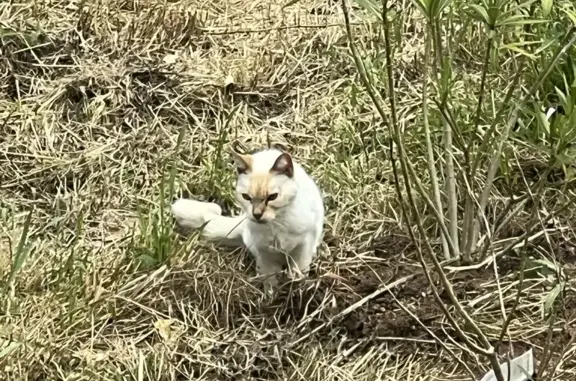 Chat crème malade trouvé à Fléac - photo