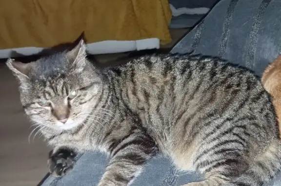 Chat perdu, Bannalec, photo: Chat Bidule, 16 ans, disparu à Bannalec