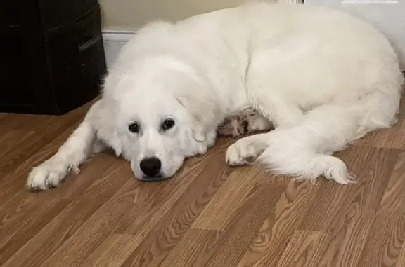 Lost Puppy Alert: Baby Great Pyrenees on Kalmon Ave!