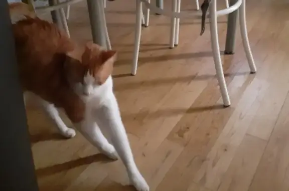Chat perdu, , photo: Chat roux disparu à Sébrazac