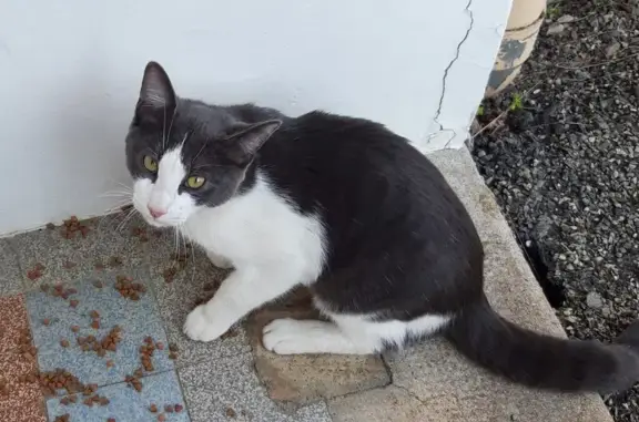 Chat gris-blanc perdu à Laval - photo