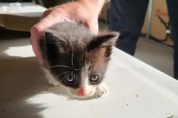 Chaton trouvé à Plouvien - photo