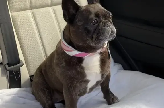 Lost French Bulldog in New Canaan Area!