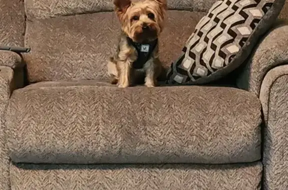 Lost Yorkie Alert! Friendly & Playful - Lincoln