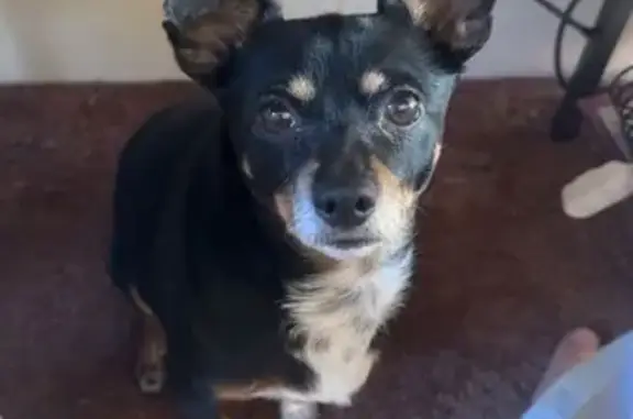 Lost Chihuahua Mix in Middletown - Help!