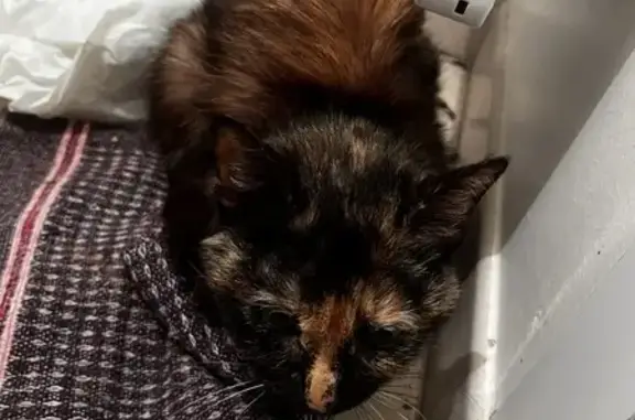 Chaton écaille trouvé à Vouvray - photo