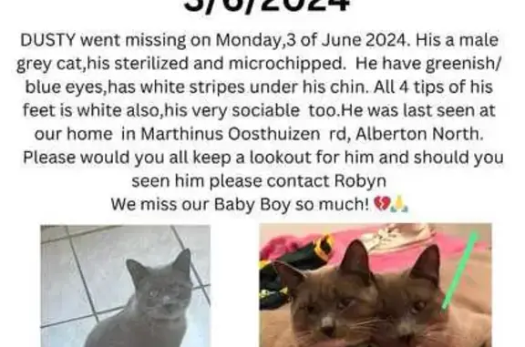 Help Find Dusty: Lost Grey Cat with Blue Eyes