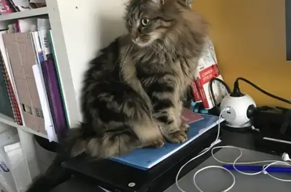 Chat perdu, Lyon, photo: Avis de recherche: Chatte tigrée