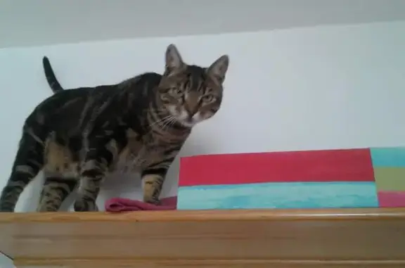 Animaux perdus Schiltigheim, photo: Chat Bowser disparu après opération