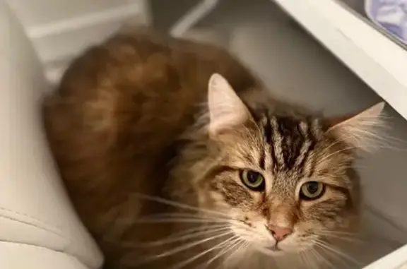 Animaux perdus Annecy, photo: Maine Coon roux perdu à Annecy