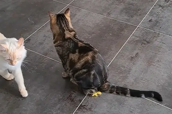 Animaux perdus , photo: Chat tigré Loki disparu à Bagneux