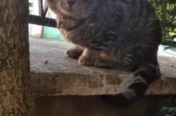 Chat blessé trouvé à Blois - photo