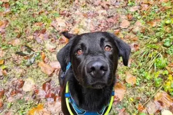 Chien perdu , photo : Chien Gaston labrador perdu
