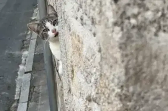 Chaton mâle trouvé à Guéret - photo