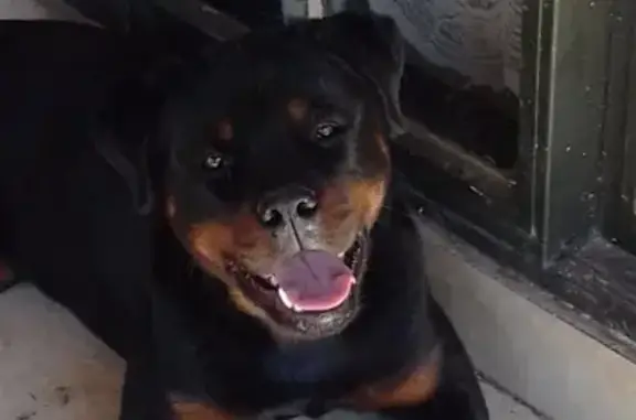 Lost & Loved: Male Rottweiler & Pitbull