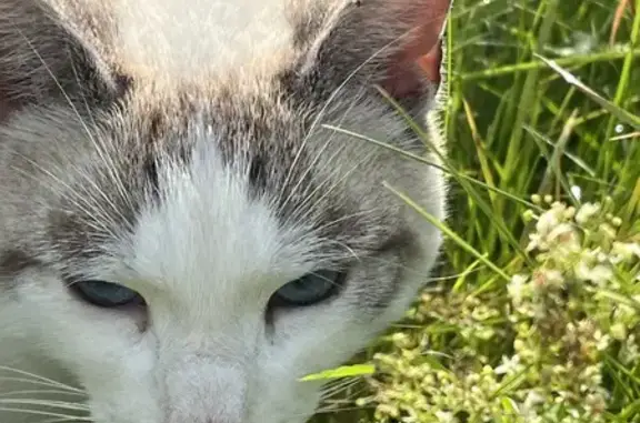 Chat crème yeux bleus trouvé à Pirey - photo
