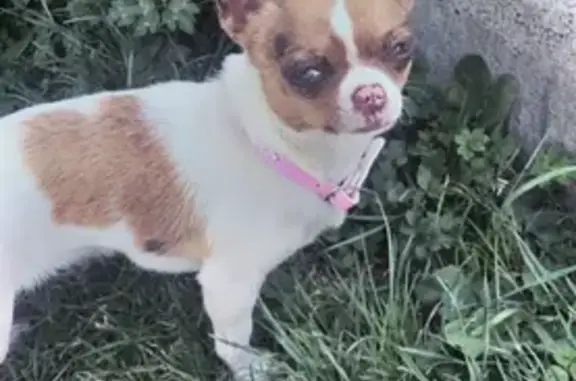 Chien perdu Louviers, photo : Chihuahua perdu à Louviers