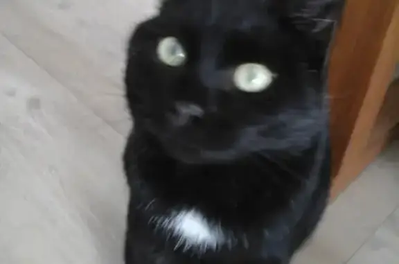 Animaux perdus , photo: Chat noir et blanc perdu à Tessy-Bocage