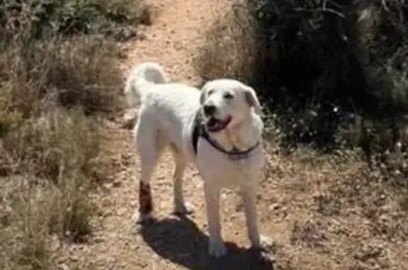 ¡URGENTE! Buscamos a ARTI, Mastín-Golden Blanco