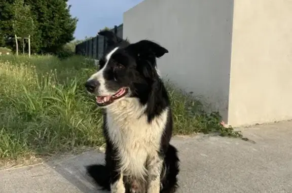 Chien retrouvé sain Rue Aragon - photo
