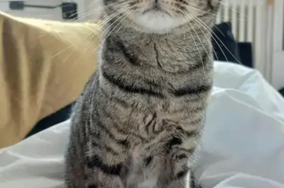 Chat perdu, Tremblay-en-France, photo: Chatte tigrée perdue à Tremblay