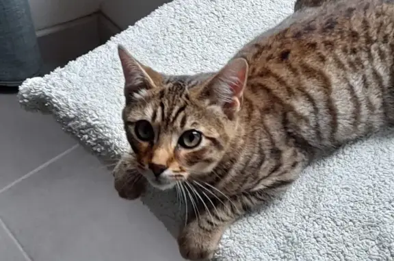 Chat perdu: Pilat, St-Gaudens - photo