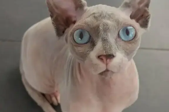 Gata Sphynx Azul Perdida - ¡Ayuda, Necesita Medicina!