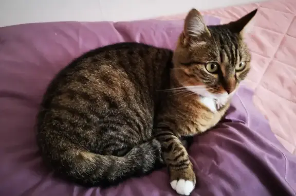 Animaux perdus Boucau, photo: Chatte tigrée perdue à Boucau