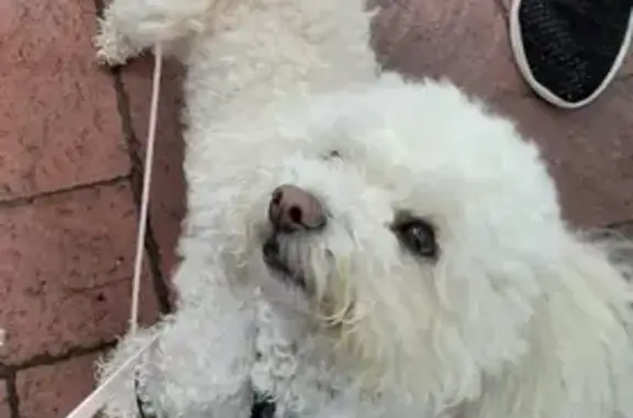 Lost Poodle Pippa Near Hindmarsh River - Help!