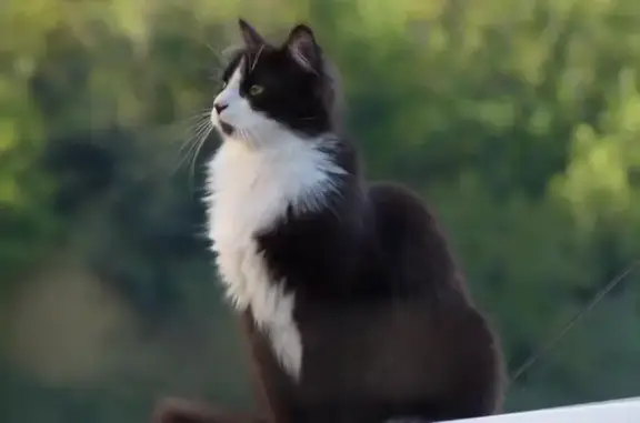 Animaux perdus , photo: Chat noir et blanc perdu à Lentillac