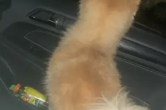 Chien perdu rendu à 1h rue d’aire - photo
