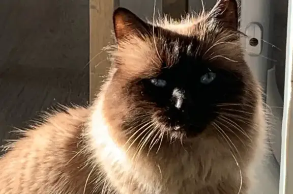 Chat perdu, Ajaccio, photo: Chat perdu à Ajaccio, 26